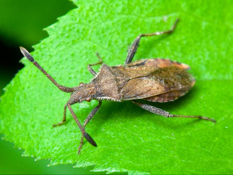 Coriomeris denticulatus (Scopoli, 1763)
